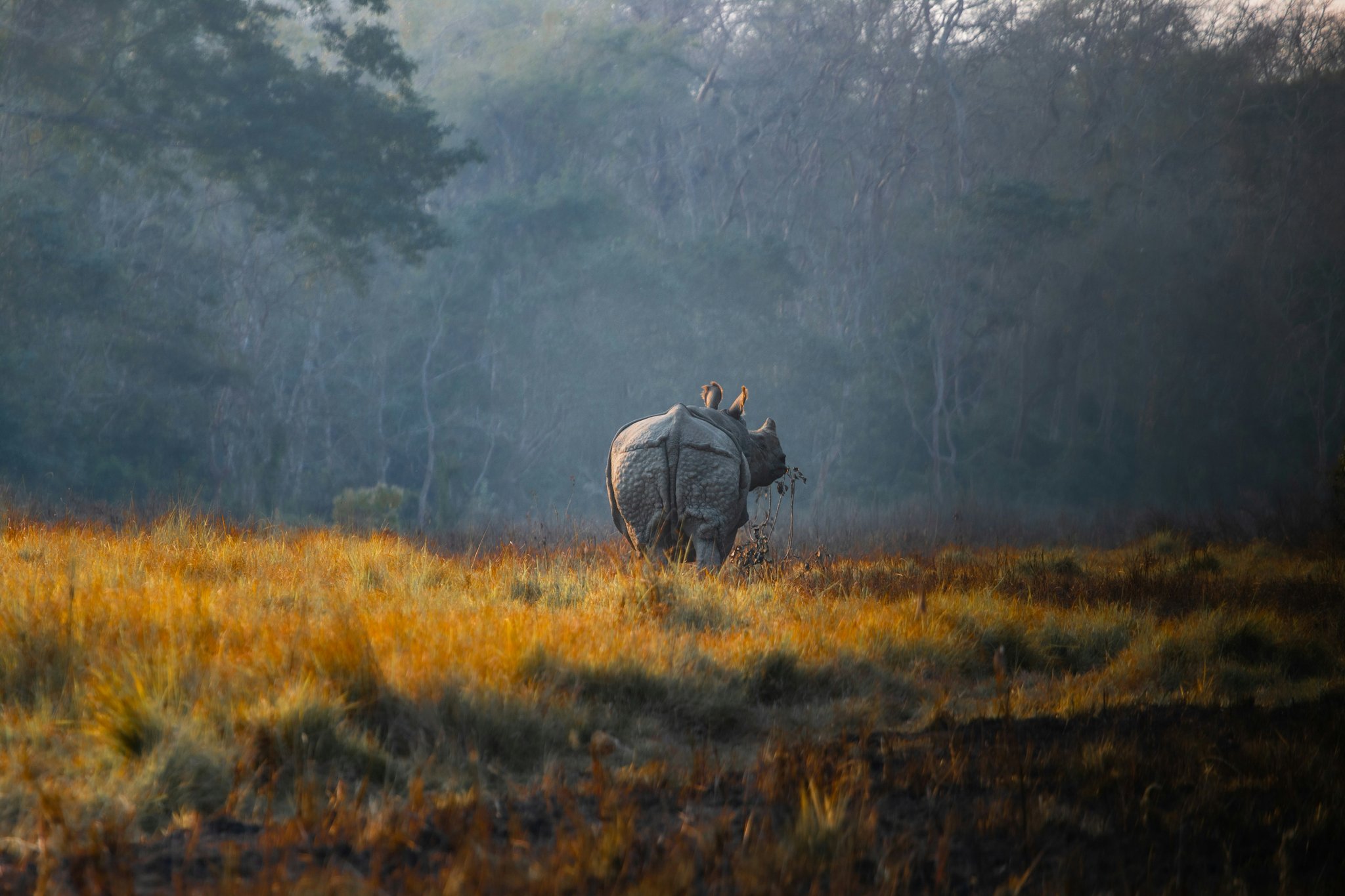 Rhino at Chitwan National Park