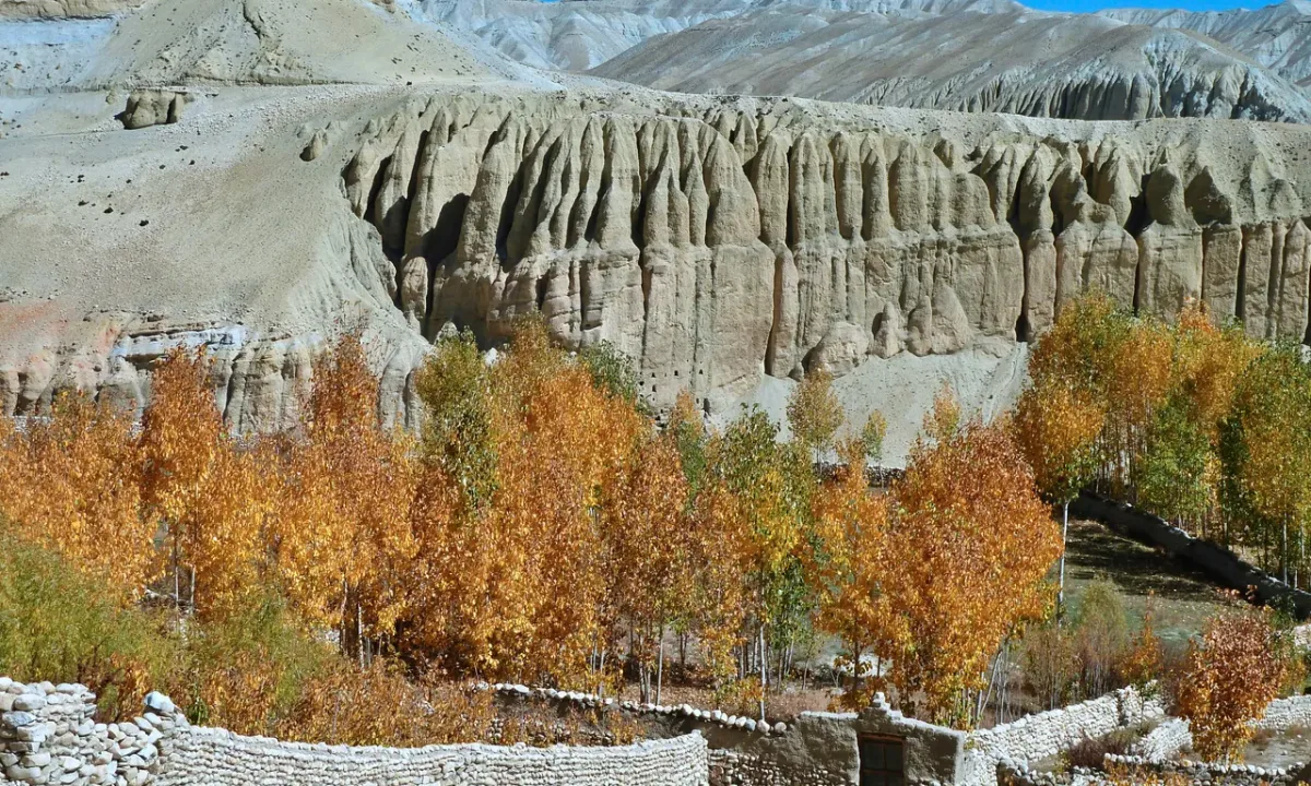 Golden autumn poplar trees against dramatic eroded clay cliffs and badlands in Upper Mustang, Lo Manthang region, Nepal