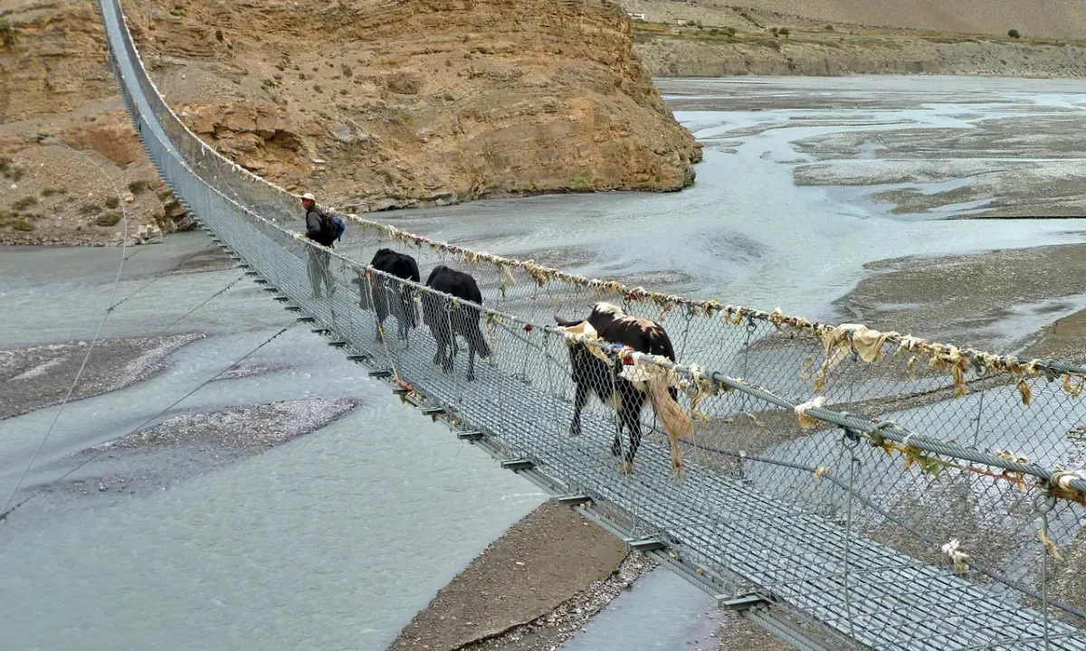 Yaks crossing a traditional suspension bridge over a turquoise glacial river during Upper Mustang trek, Nepal