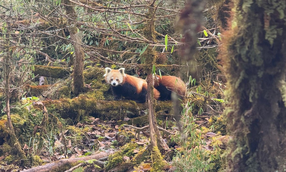 Wild red panda in Helambu highland forest Nepal – wildlife sighting on Ama Yangri trail running route