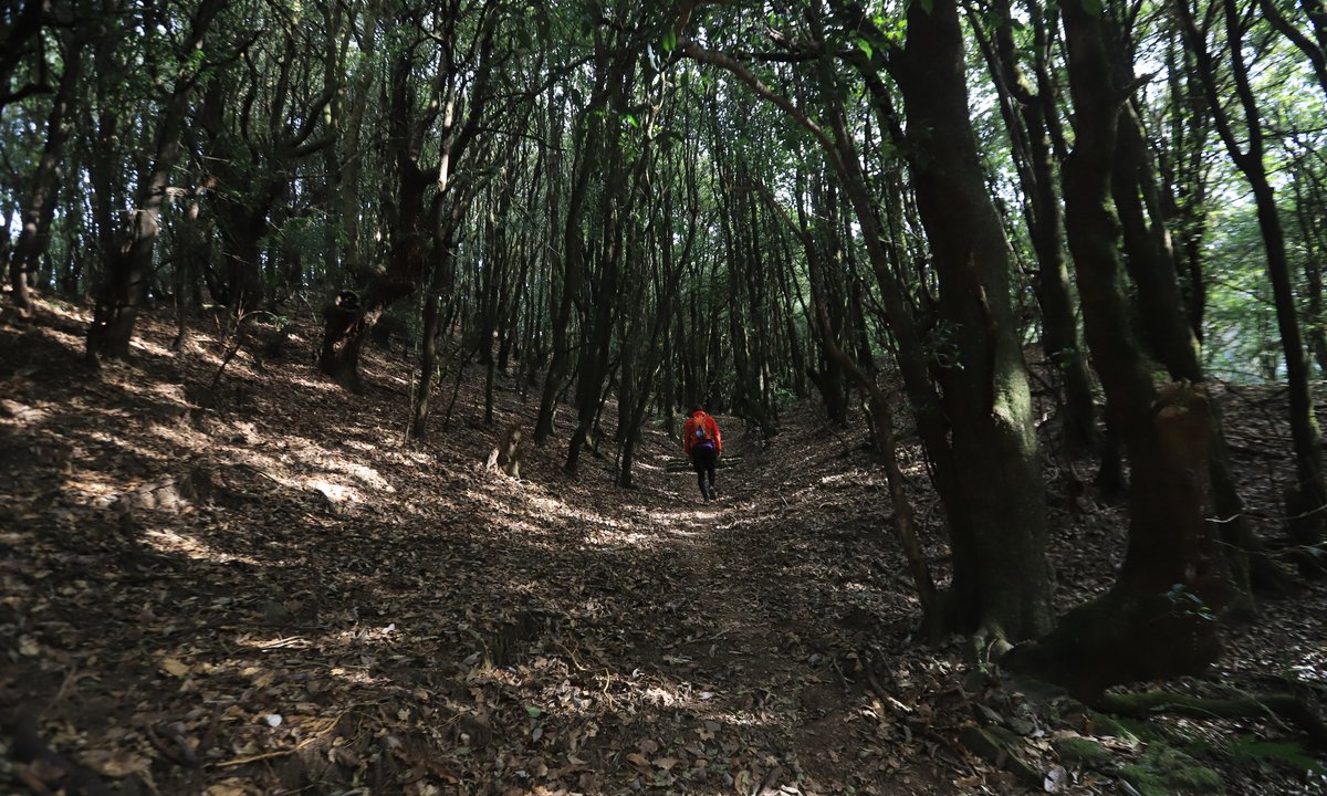 Trail runner in red jacket on dense highland forest path Helambu Nepal – Ama Yangri trail run
