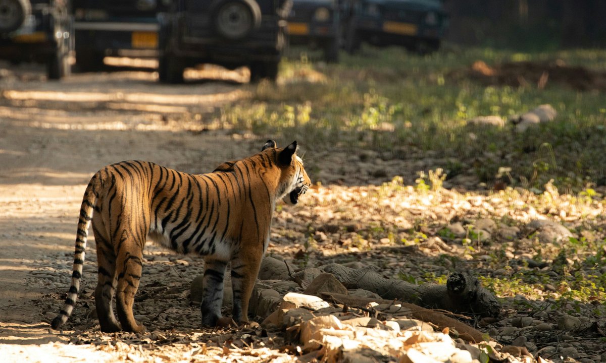 Wild Bengal tiger standing on a dusty forest trail during a Bardiya National Park jungle safari
