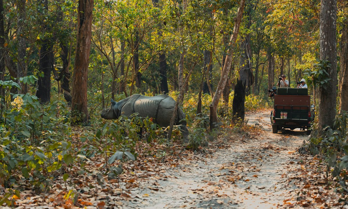 Safari jeep trailing a wild animal through dense forest on a game drive in Bardiya National Park Nepal