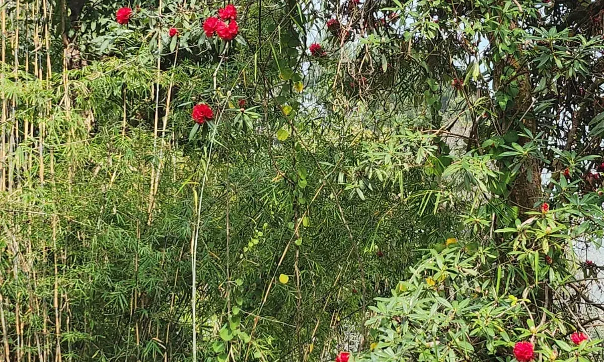  Red rhododendron flowers blooming alongside bamboo on a Himalayan trekking trail in the Annapurna foothills, Nepal