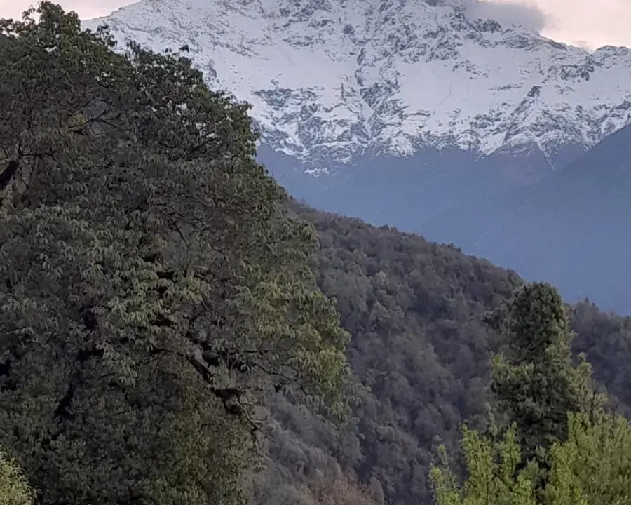 Machapuchhre, seen clearly from Forest Camp — the mountain that stays with you even when the clouds take it away.