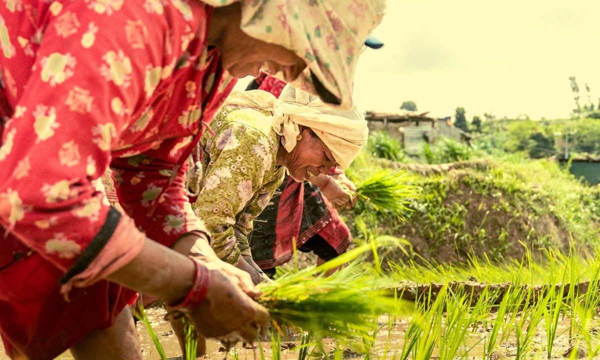Nepali women planting rice seedlings together in a flooded paddy field during Asar 15 rice planting festival