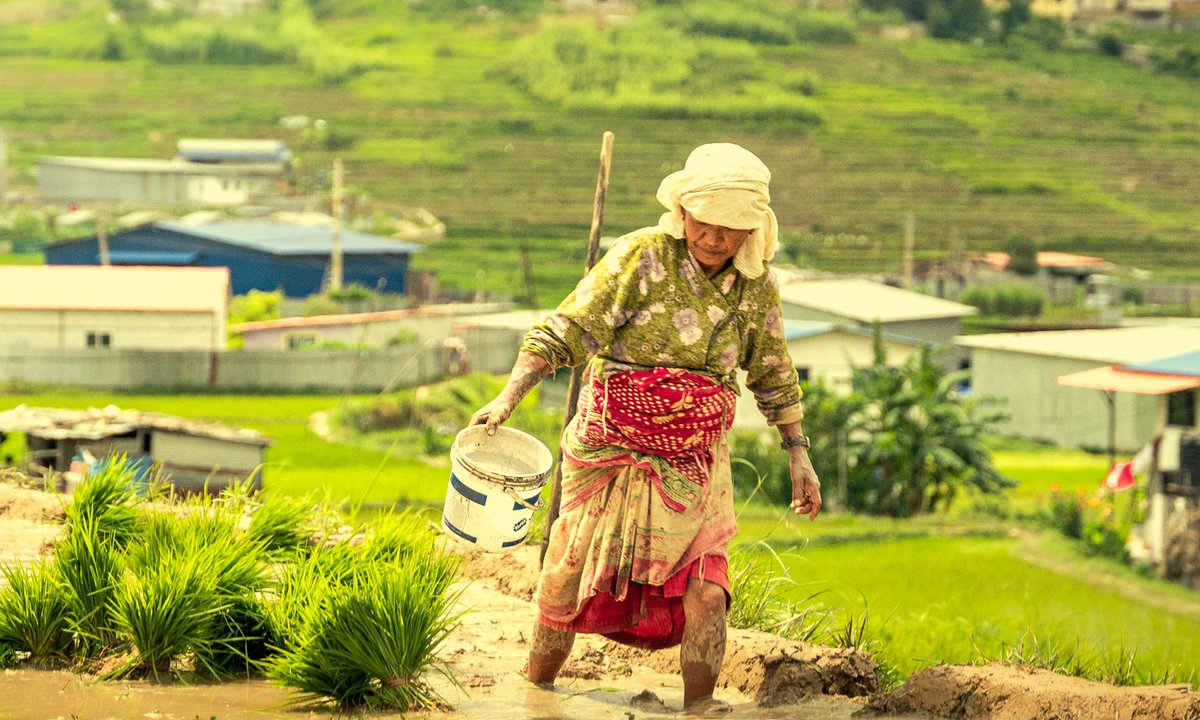 Farmer bent over working in muddy rice field during Ropai rice planting season in Nepal