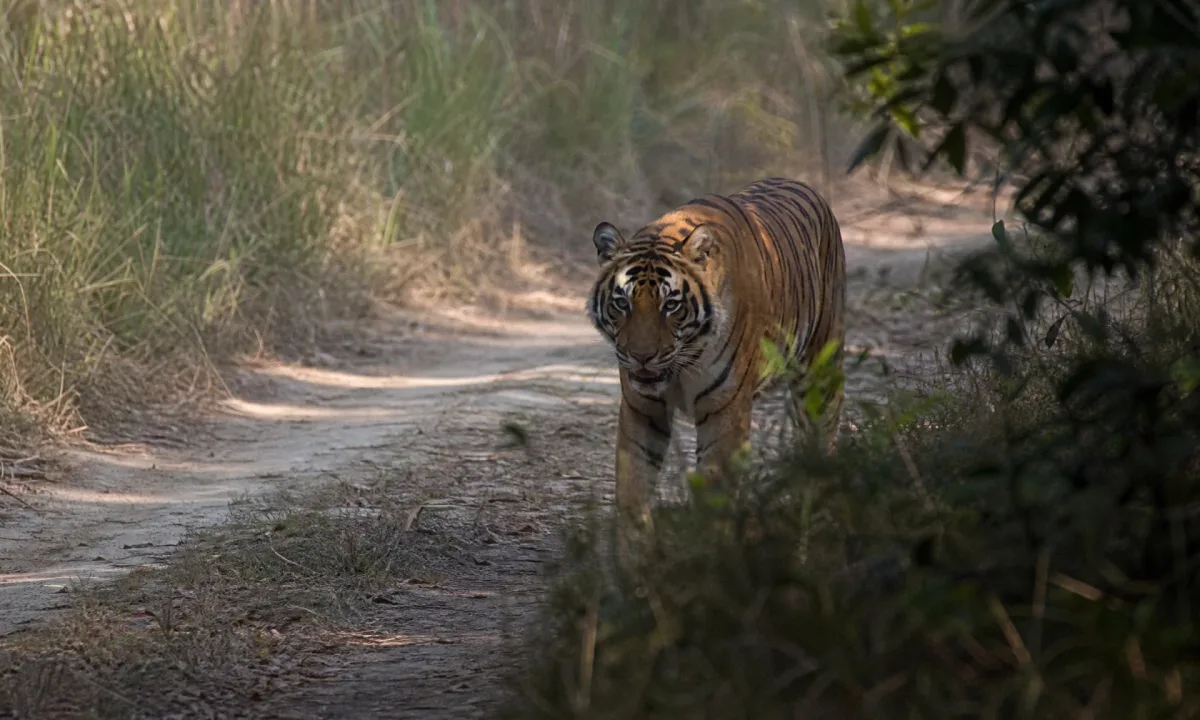 Tiger in Bardiya National Park