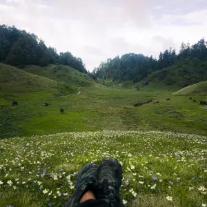 Feet in hiking boots rest in a field of wildflowers, overlooking a lush green valley with yaks.