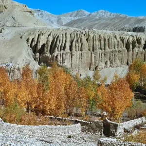 Golden autumn poplar trees against dramatic eroded clay cliffs and badlands in Upper Mustang, Lo Manthang region, Nepal