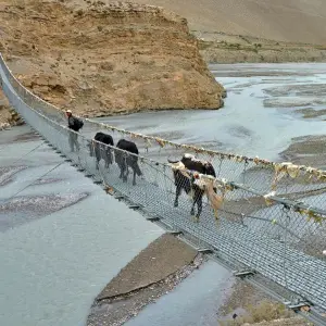 Yaks crossing a traditional suspension bridge over a turquoise glacial river during Upper Mustang trek, Nepal