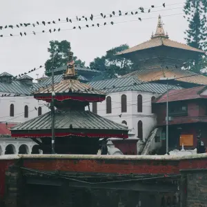A view of the Pashupatinath Temple complex in Kathmandu, featuring traditional tiered pagoda roofs and a long power line filled with resting pigeons in the foreground.