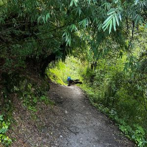 Lush green forest trail through dense rhododendron trees on the Langtang Valley Trek route