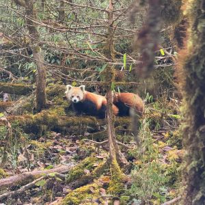 Wild red panda in Helambu highland forest Nepal – wildlife sighting on Ama Yangri trail running route