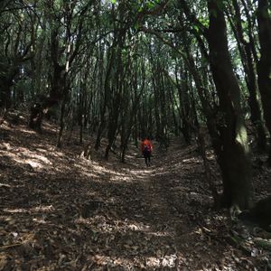 Trail runner in red jacket on dense highland forest path Helambu Nepal – Ama Yangri trail run