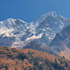 Close-up view of Manaslu (8,163m) the world's eighth highest mountain with autumn foliage in foreground