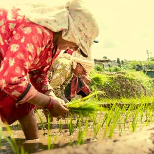 Nepali women planting rice seedlings together in a flooded paddy field during Asar 15 rice planting festival