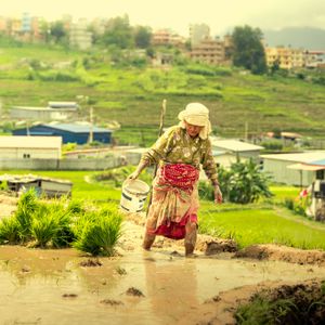 Farmer bent over working in muddy rice field during Ropai rice planting season in Nepal
