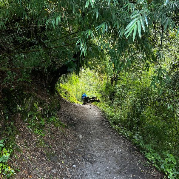 Lush green forest trail through dense rhododendron trees on the Langtang Valley Trek route