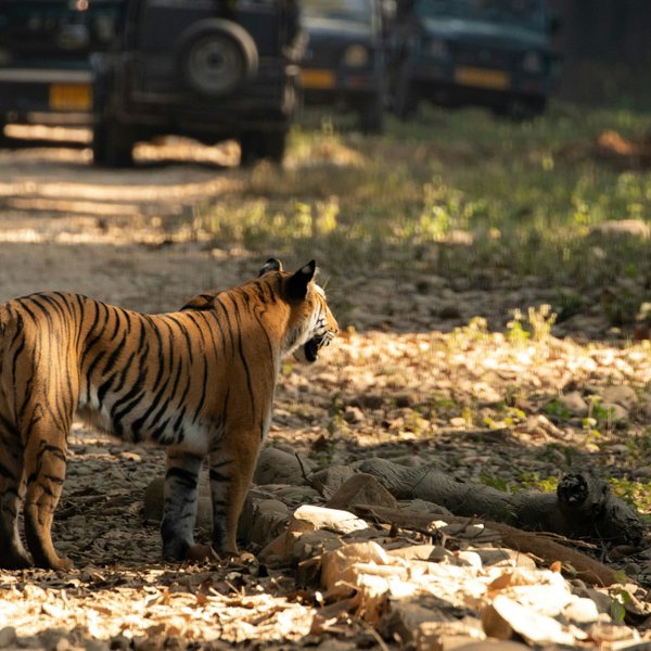 Wild Bengal tiger standing on a dusty forest trail during a Bardiya National Park jungle safari