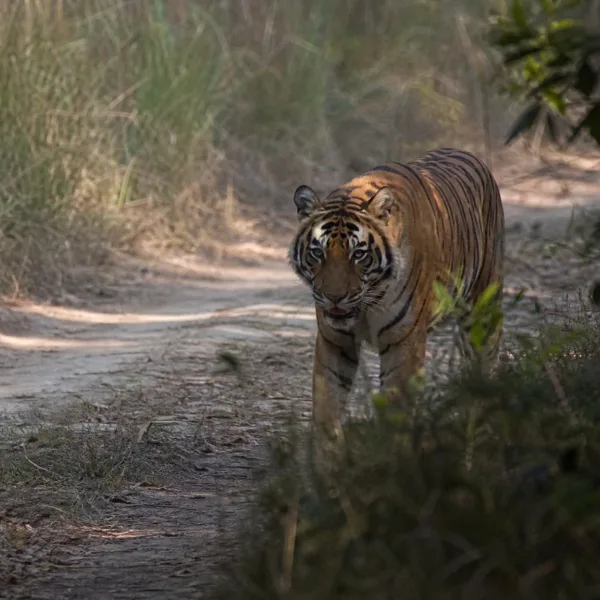 A Rare Tiger Behaviour Recorded in Nepal's Bardiya National Park
