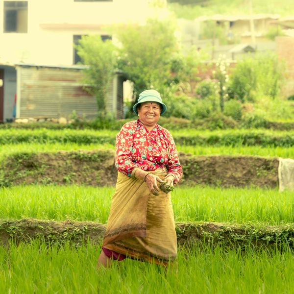 A smiling woman wearing a light blue hat, red patterned blouse wrapped skirt standing in a vibrant green rice paddy field.