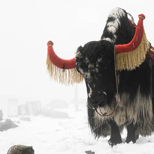 Decorated yak in a snowy, misty landscape with blurred figures in the background.