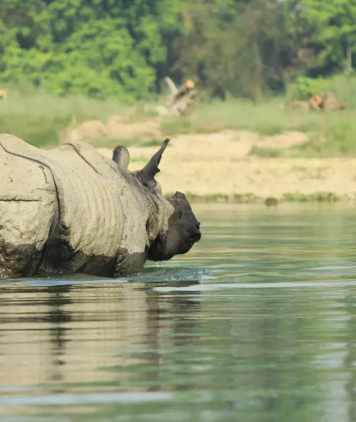 One horned Rhino seen walking in the river
