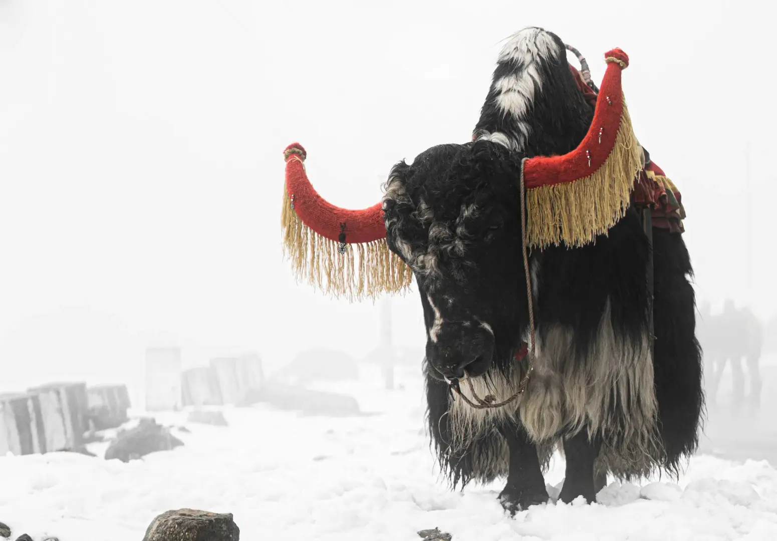 Decorated yak in a snowy, misty landscape with blurred figures in the background.